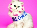 lolchats-livre-flavie