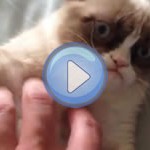 Vidéo : Un chat très grognon !