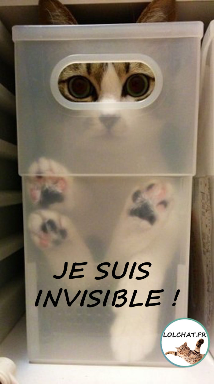 Chat invisible caché