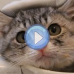 Le chaton qui prend son premier bain dans une tasse