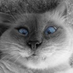 Le chat bizarre inclassable