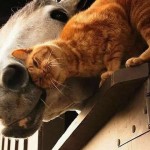 Chat et Cheval : une belle amitié
