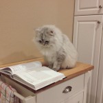 Le chat qui sait lire