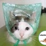 Chat qui prend son bain