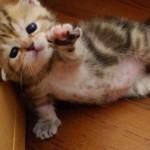 Il faut sauver le Chat Ryan
