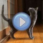 Vidéo : Le chat qui veut qu'on lui ouvre la porte