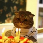 Chat malheureux pour son anniversaire