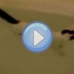 Vidéo d'un chat qui aime l'eau et qui nage dans son bain !