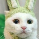 Chat déguisé en lapin