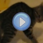 Vidéo d'un chat totalement fou qui saute dans tous les sens