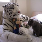 Un Chartreux apeuré face à un Tigre en peluche