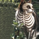 Chat déguisé en squelette pour Halloween !