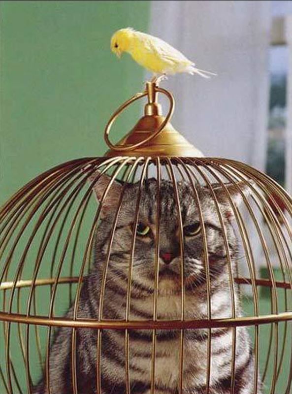 Un chat enfermé dans la cage de l'oiseau