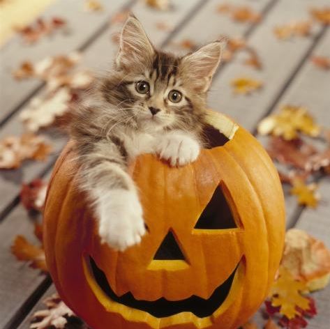 Résultat de recherche d'images pour "chat d'halloween"