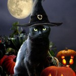 chat-noir-chapeau-citrouilles-halloween-150x150.jpg