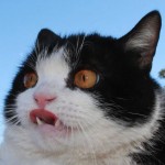Chat qui fait peur