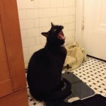 Le chat qui se trouve trop gros