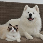 Un chat Ragdoll et un chien Samoyede meilleurs amis !