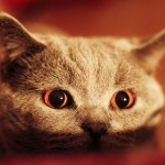 Un chat possédé aux yeux effrayants