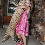 Un chat Savannah porté à bout de bras par une fillette