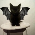 Le chaton noir vampire