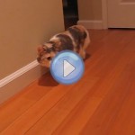 Vidéo de deux chats Munchkin pas très courageux