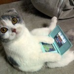 Un chat Scottish Fold qui joue à la console