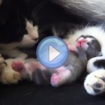 Vidéo : Chaton en train de rêver qui danse en rythme