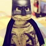 Le chat Batman