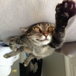 Le chat Superman