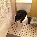 Le gros chat qui bloque les toilettes