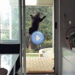 Vidéo du chat ventouse - Mission impossible