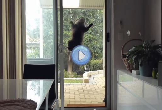 Vidéo du chat ventouse , Mission impossible , Lol Chat , Images, photos et vidéos de lolcats