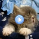 Vidéo d'un chaton persan qui s'endort et se laisse presque tomber en arrière