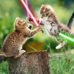 Deux chatons avec des sabres lasers - Star Wars