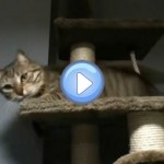 Vidéo du chat qui devient tout fou sur son arbre à chat : Mamaw le retour !