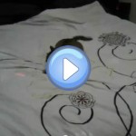 Vidéo d'un chat fou de son laser