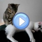 Vidéo d'un chat qui fait un massage à son copain chaton ! Incroyable !