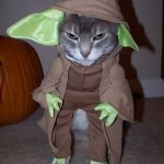 Le chat Yoda - Star Wars