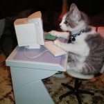 Le chat derrière un ordinateur : un vrai geek