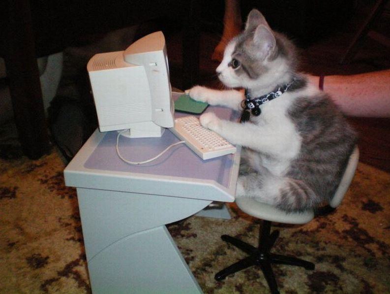 Le chat derrière un ordinateur : un vrai geek