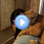 Vidéo du chat qui reste toute la journée sur le dos de sa maîtresse