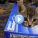 Vidéo de chatons qui jouent dans une boite - Trop mignon !