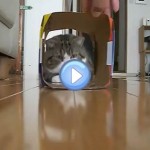 Vidéo de Maru, le chat star qui aime courir dans des boites !