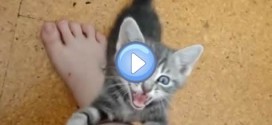 Vidéo de Scout, le chaton tout fou !