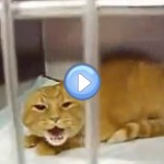 Burger, le chat le plus en colère au monde !