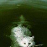 Le chat qui aurait voulu être un chien : il nage et ramène un bout de bois !