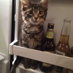 Le chat qui se prend pour une bouteille de bière : trop drôle