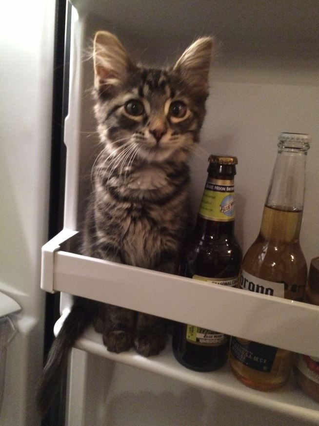 Le chat qui se prend pour une bouteille de bière : trop drôle