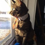 Le chat businessman avec sa cravate : trop chou